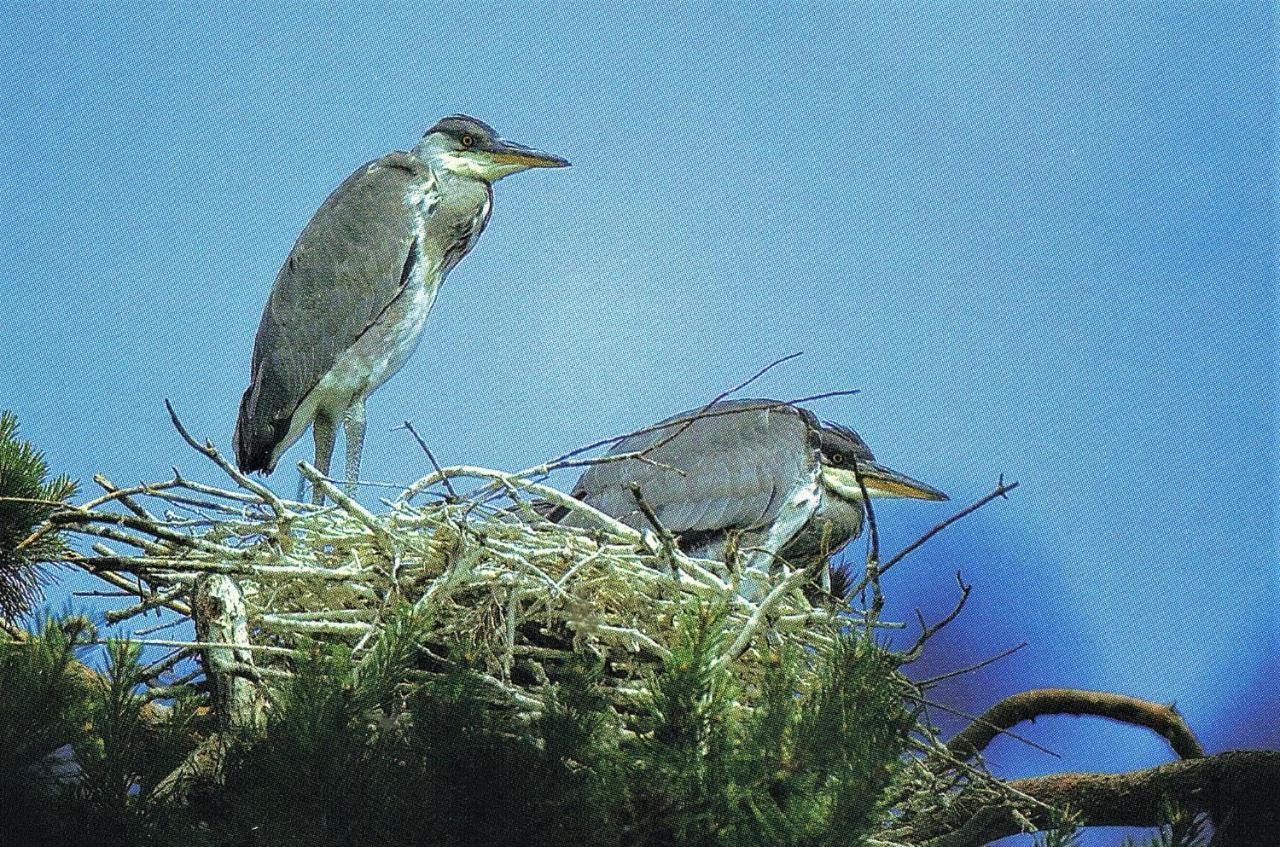 Noclegi Zdzislaw Sieradzki Zbiczno Luaran gambar