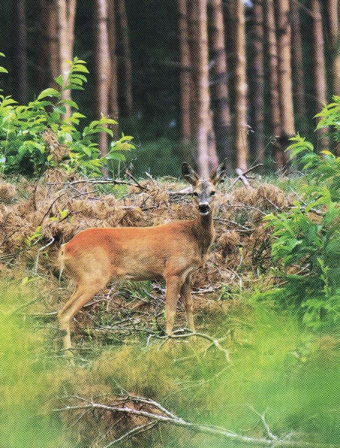 Noclegi Zdzislaw Sieradzki Zbiczno Luaran gambar