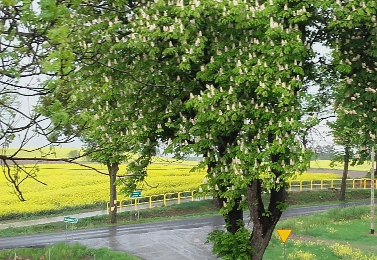 Noclegi Zdzislaw Sieradzki Zbiczno Luaran gambar